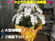「ふじフラワー」　（東京都台東区）の花屋店舗写真4
